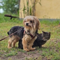 Ronen Katze2