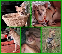 Orein Collage neu
