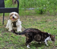 Arwid Katze