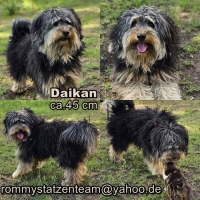 Daikan Collage