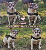 Biene Collage