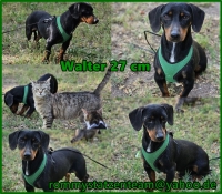 Walter Collage