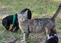Walter Katze