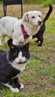 Keona Katze neu