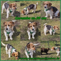 Caramba Collage