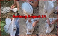 Meeko Collage Rettung