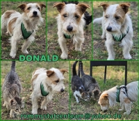 Donald Collage