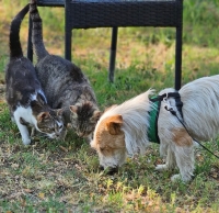 Donald Katze2