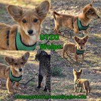 Utzo Collage