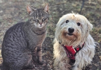 Eliette Katze2