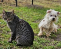 Birka Katze