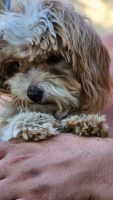 Nalle6