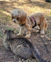 Nalle Katze