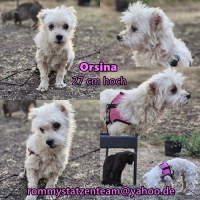 Orsina Collage