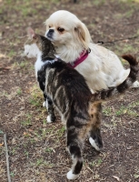 Nuvola Katze