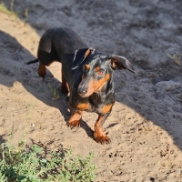 Rupert8