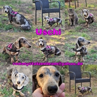 Uschi