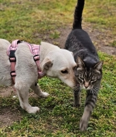 Kaydee Katze