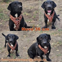 Nuvo Collage