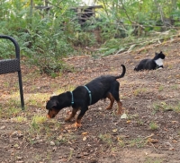 Ditsche Katze