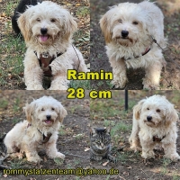 Ramin Collage