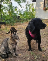 Tumma Katze2