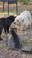 Conchetta Katze