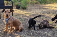 Rastie Katzen