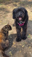 Rogella Katze3
