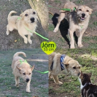 Jörn PS Collage