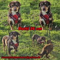 Dotti Collage