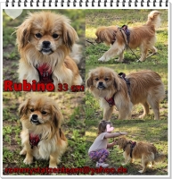 Rubino