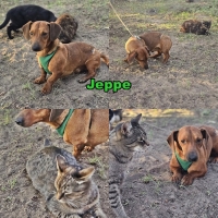 Jeppe Collage