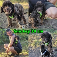 Smokey