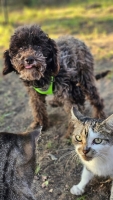 Smokey Katzen