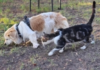 Sanne Katze