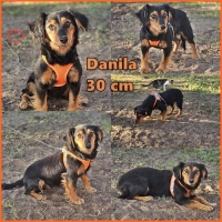 Danila Collage