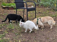 Enno Katzen