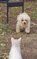 Maxim Katze