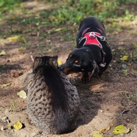 Hutzel Katzen