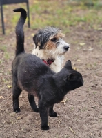 Rover Katze
