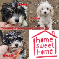 Abby, Alexia, Arion Collage