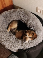 Moritz ehemals Bolle PS2