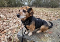 Moritz ehemals Bolle PS30