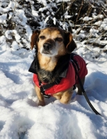 Moritz ehemals Bolle PS7