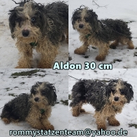 Aldon Collage