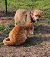 Baffy neu Katze