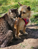 Selva neu Katze3