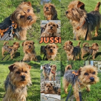 Jussi PS Collage