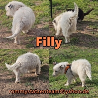 Filly Collage2